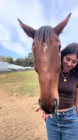 mi mitad <3 #fyp #pourtoii #horsetok #blindhorse #exshowjumper 