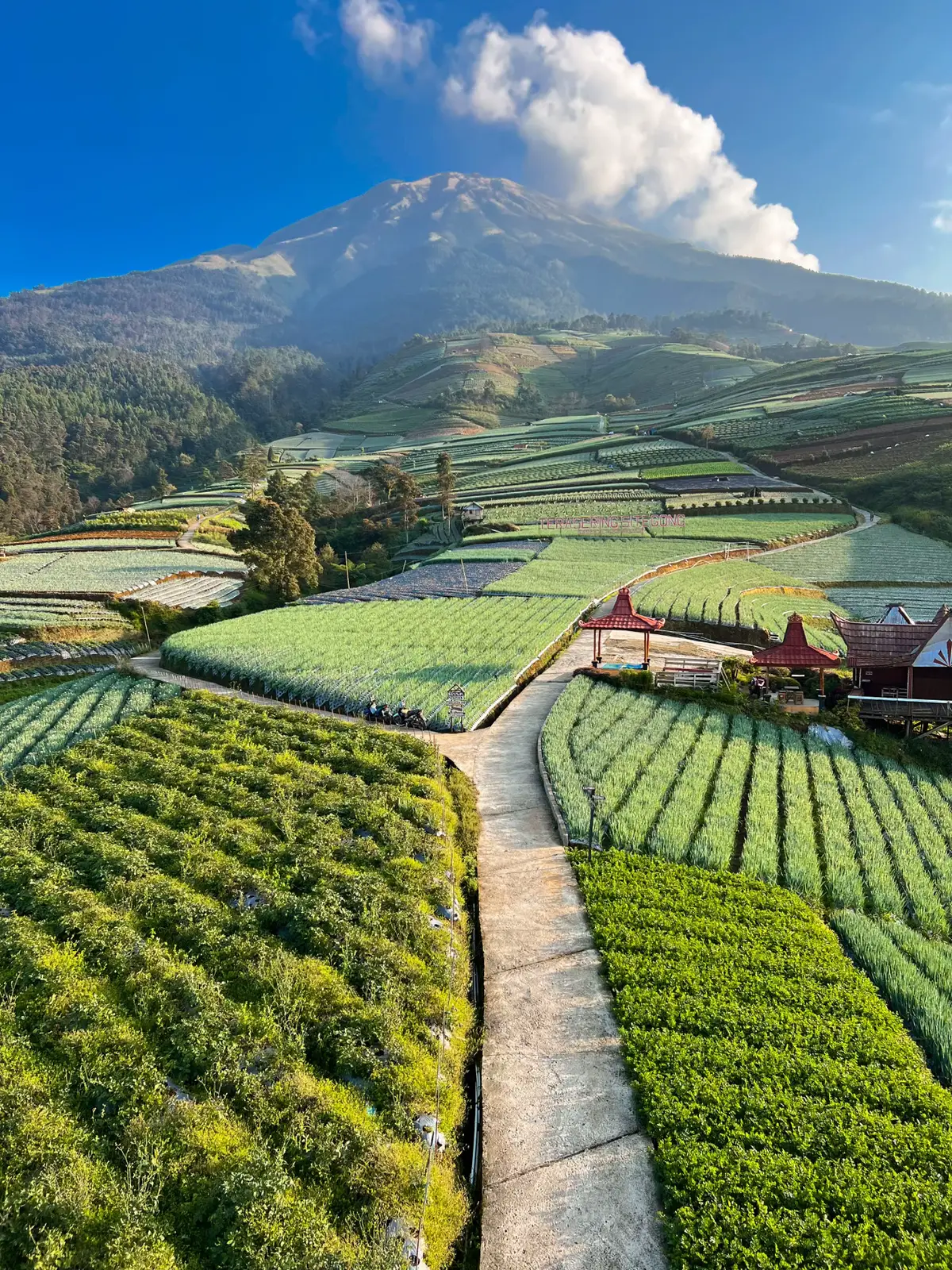 Secantik ini ketika cerahh ✨ #negerisayursukomakmur 