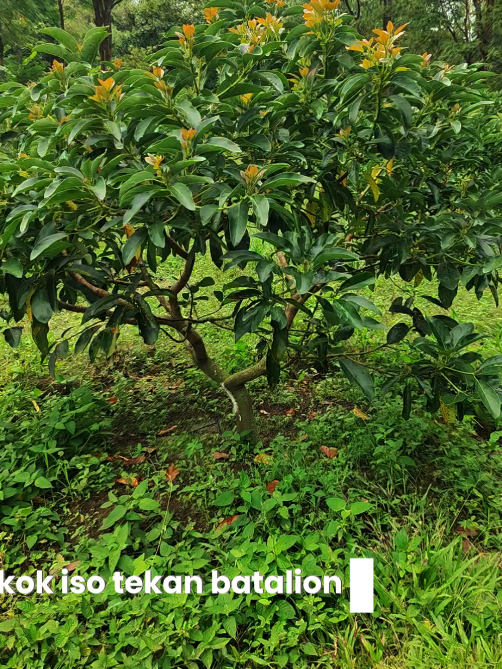 Kene ki petani abizz...  #alpukat #durian #pupuk #generatif #pembuahan 