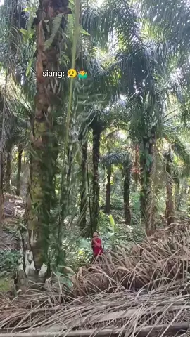 #maumeretiktok🌴 