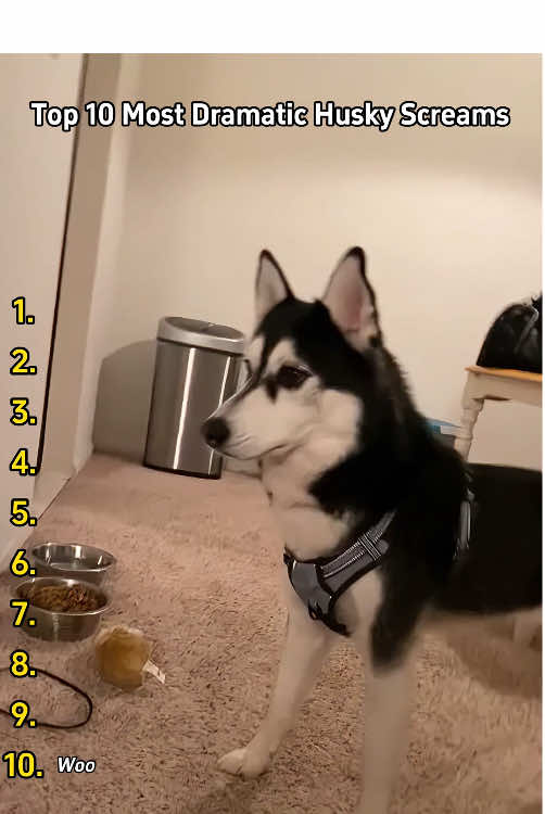10/10 Would Scream Again-The Husky Opera No One Asked For!🐾🤣🤣#tiktok #foryou #dog #dogsoftiktok #doglover #funnydog #husky #huskylife #huskysoftiktok #usa 