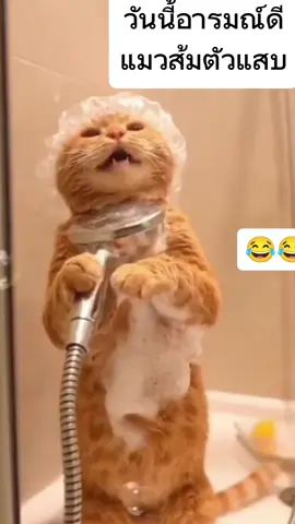 #แมวส้ม #เอาขึ้นหน้าฟีดที #tiktok 