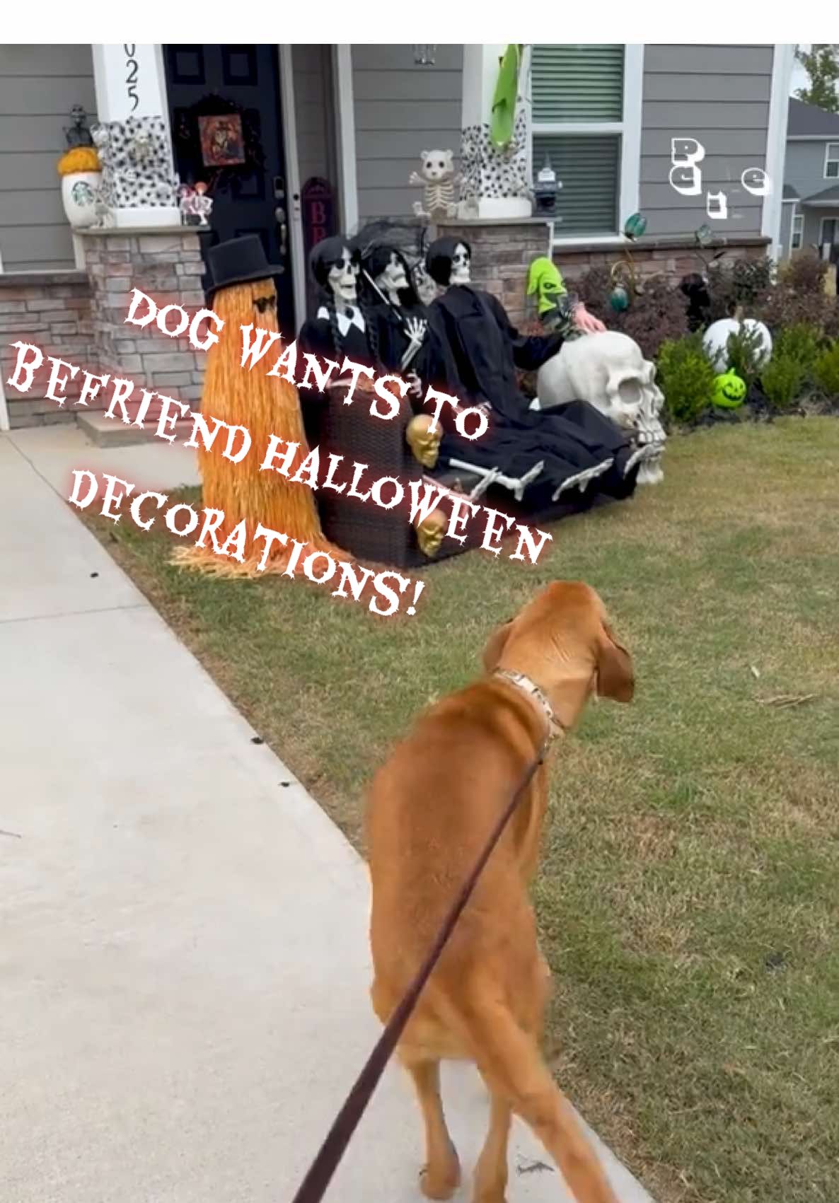 Are these new friends?! 🐕  Will they pet me!?? 💀🤣 (Via - Celeste F.) #DogsOfTikTok #Halloween #fypシ゚viral #SpookySeason