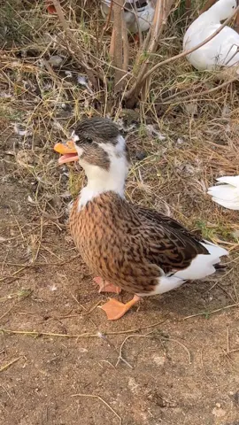 Such a Cute Little Duck… Don’t You Just Wanna Kiss It? 😚🦆 #duck #cuteanimals #ducktok #adorable