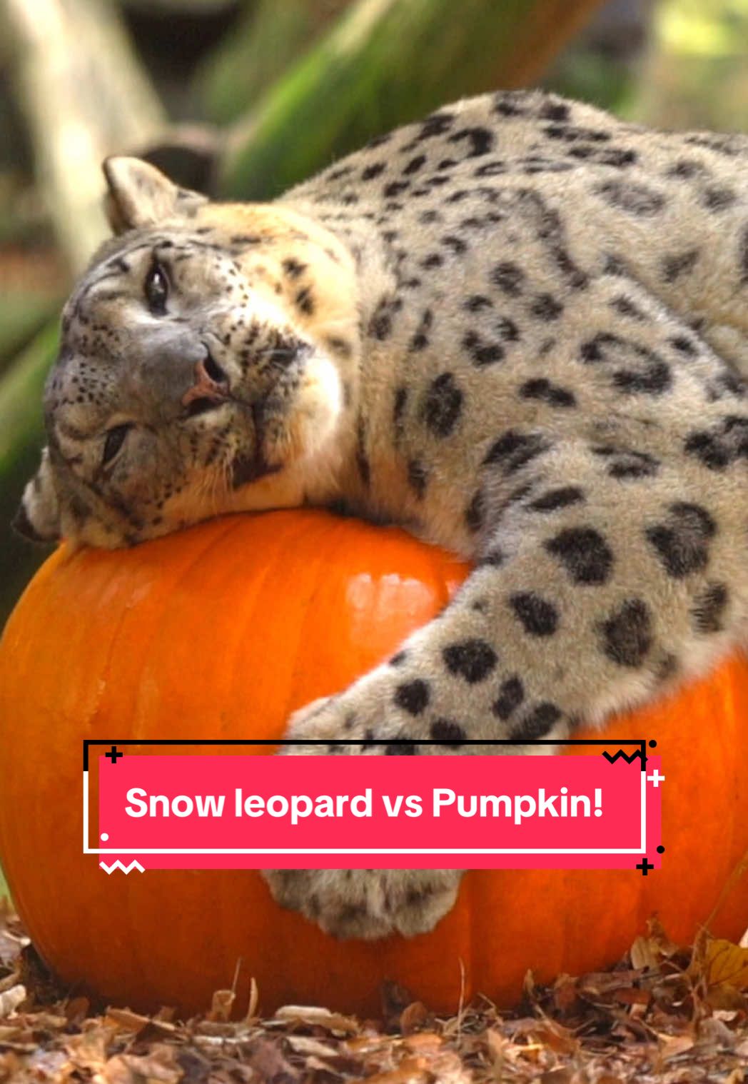 Snow leopard vs GIANT Pumpkin 🎃🐾 #snowleopard #pumpkin #halloween #snowjoke #bigcats  