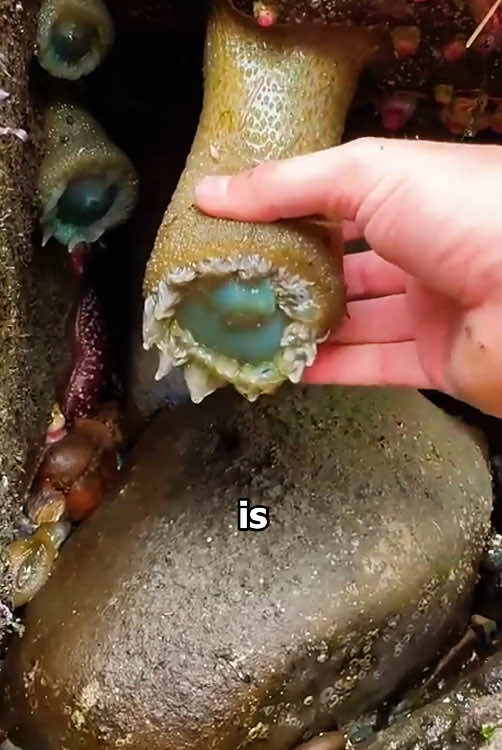 Is this the sea anemone you know?#knowledge #tiktok #fyp #seaanemone 