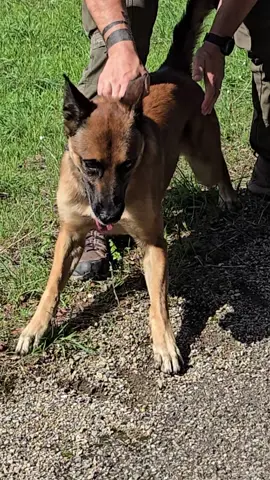 Un tel contrôle s'acquiert en renforçant progressivement l'autocontrôle du chien à travers des exercices adaptés. Clique sur le lien dans ma Bio si tu veux plus d'infos #chiens #animaux #animauxdecompagnie #malinois