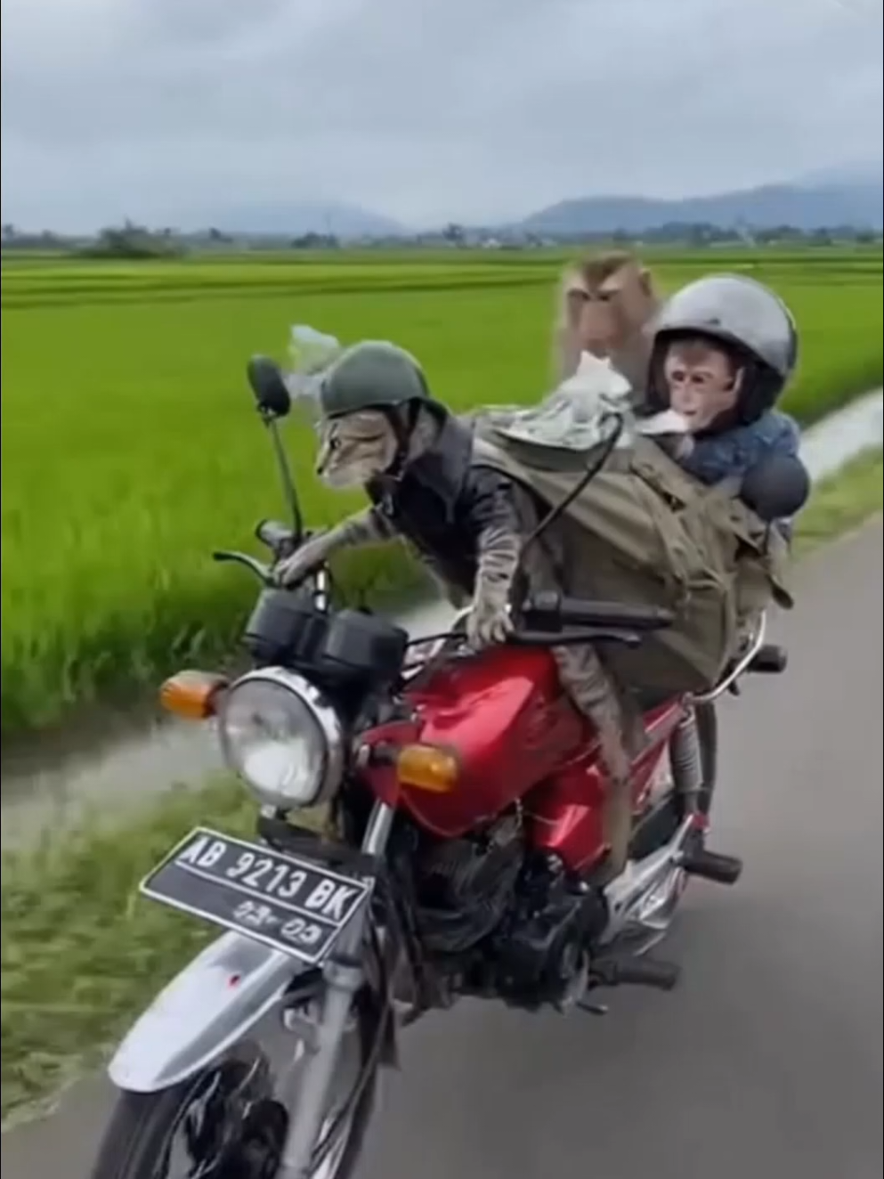 Aksi kejar-kejaran kucing monyet dan Polisi , Episode ke-007 #AI #soraai #cat #videokucinglucu  #fyp 