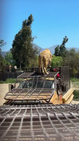 #safari #chile #santiago #viaje #safarirancaguachile🇨🇱🦁🐅🦒 