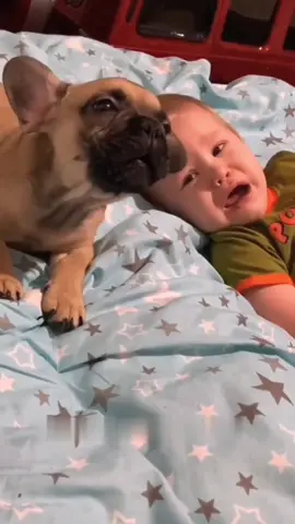 How would you rate this dog's imitation ability?#funnycats #funnyanimals #petvideos #cat #catsoftiktok 