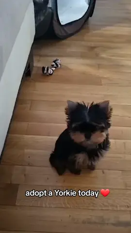 lovely Yorkie pup