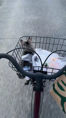 Dẫn bà già đi hỏi zợ 🥰#funny #fyp #viral #tiktok #foryou 