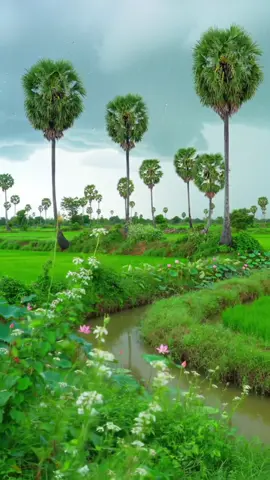 #កូនអ្នកស្រែ🌾🍀 #ទេសភាពជនបទ🌱🌾🐸 #ទេសភាពស្រុកស្រែ🌄🏜️🌱🌼🌾 #fyp #foryou 