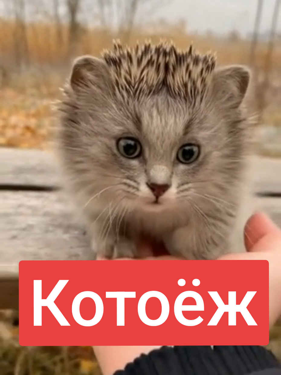 Котоёж #catsoftiktok #cat #funny #котогусеница #sora2 