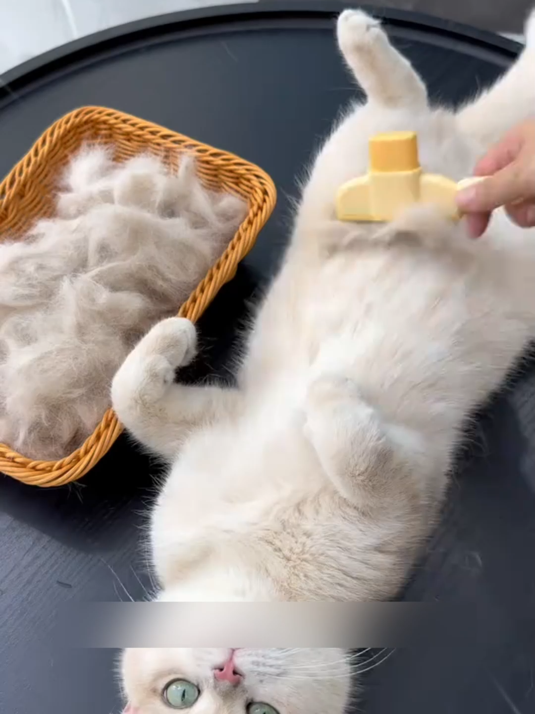 ไม่มีขนปลิวหรือติด กำจัดขนด้วยคลิกเดียว ประหยัดเวลาและแรง ใช้งานง่ายเป็นพิเศษ