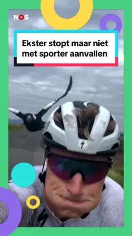 De vogel bleef maar aanvallen. Dankzij zijn helm raakte de sporter niet gewond. 🤕 #australië #vogel #natuur #dieren #jeugdjournaal