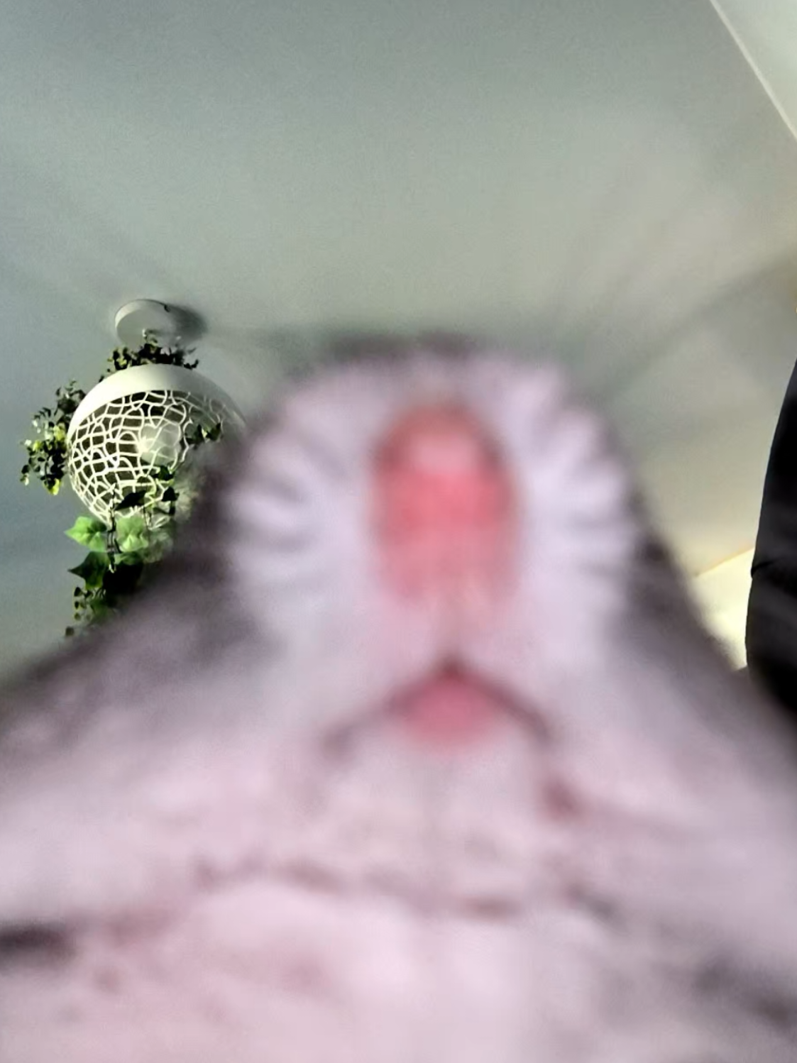 Миша привет  #рекомендации #hamsters #hamster #миша #fyp 