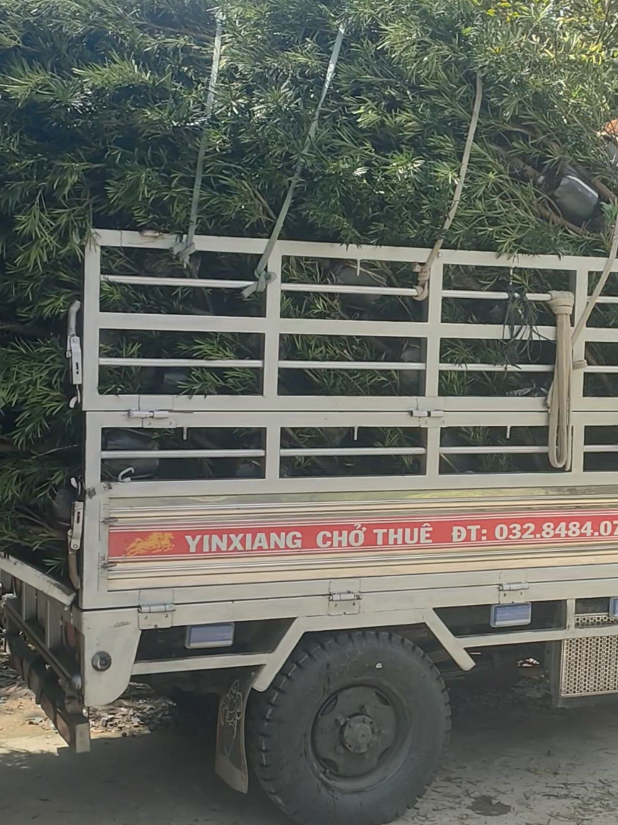 NHẬN CHỞ THUÊ  # XE 3 BÁNH # XE TÃI 1T2 2T4 3T5 6T5 8T 18T ĐI TRONG & NGOÀI TỈNH  GIÁ CẢ PHẢI CHĂNG ! Xe 6T ghép Miền Bắc - Đà Nẵng - Bình Định - Miền Trung.  @Chiến _Hoa_Lâm 71🏝️  @Hữu_Tài🐷 71🌴🌴  @Nguyễn Thị Cẩm Châu  @sp.thnh.trung  @neubat  #xuhuong #vairal  #71ae06653  #topsevercholach #thosan3vip71c4