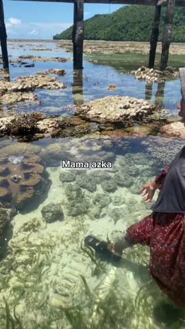 Cari hewan laut #foryou 