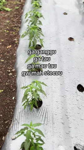 Hidup isinya cuma salah paham.       #fyp#fy#fypviral#petanimuda#petaniindonesia🇮🇩🇮🇩🇮🇩🌿🌿 
