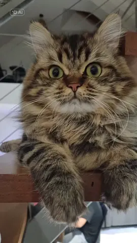 #CapCut #halloween #chat #cat 