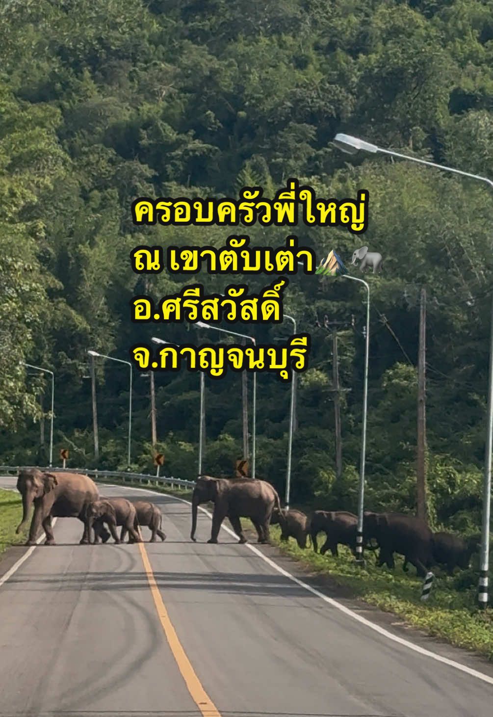 เพิ่งกลับจากออกโรงทานงานกฐิน ก็ได้เจอพี่ใหญ่ และเจ้าตะเล็กตะน้อยมาให้โชคกันเป็นครอบครัวเลยน้าาา🥰 ดีนะว่ามาตอนกลางวัน เพิ่งเคยเห็นว่าเยอะขนาดนี้ ใครนับได้ ลองนับดูค่ะว่ากี่ตัว⛰️🐘🐘🐘🥰 (คลิปเร่งสปีด x1.5 ขออภัยในมุมภาพเพราะตื่นเต้นอยู่ค่ะ😂😍) ปล. นักท่องเที่ยว/ไม่ใช่คนพื้นที่อาจไม่เคยรู้ ไม่เป็นไร ไม่ว่ากันนะคะ ถ้าเห็นรถคันข้างหน้าจอด แม้ไม่ได้เปิดไฟฉุกเฉินก็ให้สันนิษฐานไว้ว่าเจอพี่ใหญ่จ้า #ช้าง #ช้างป่า #เขาตับเต่า #กาญจนบุรีบ้านฉัน #ศรีสวัสดิ์ 🍃
