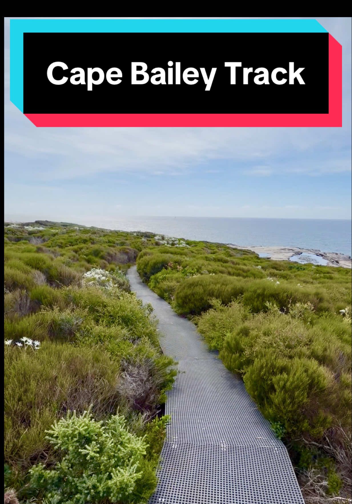 I spent the day wandering the Cape Baily Track in Kurnell - coastal cliffs, wildflowers as far as you can see and even a Peregrine Falcon stopping for a drink. 🌼🦅 A peaceful 10km return walk and so easy to reach from Cronulla by bus. Not dog friendly and not accessible for prams or wheelchairs but wow, what a slice of coastline. Tag who you’re taking on this adventure 👇 #fyp #natureaustralia #sydney #nswwalks #Hiking 