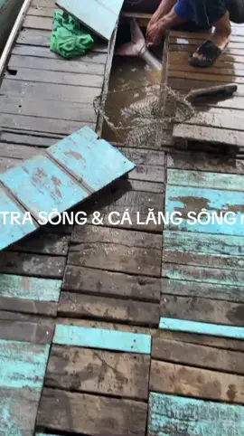 #dulịch #cátrasông#ẩmthực #kháchsạn #casôngthiênnhiên 