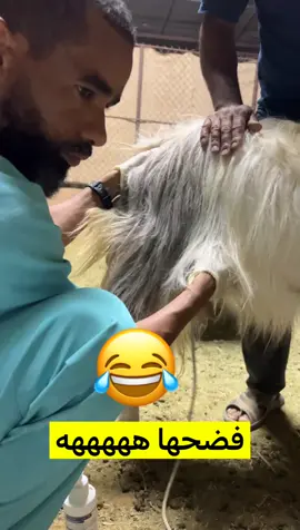 #سونار_الاغنام