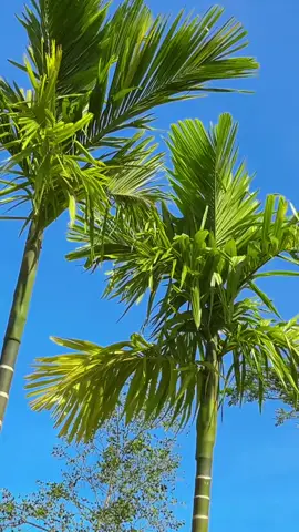 #တစ့်ပုဒ်လောက်တင်အုံးမယ်နော်😁#Honey #မြင်ပါများပီးချစ်ကျွမ်းဝင်အောင်လို့💞💞 #fyppppppppppppppppppppppp 