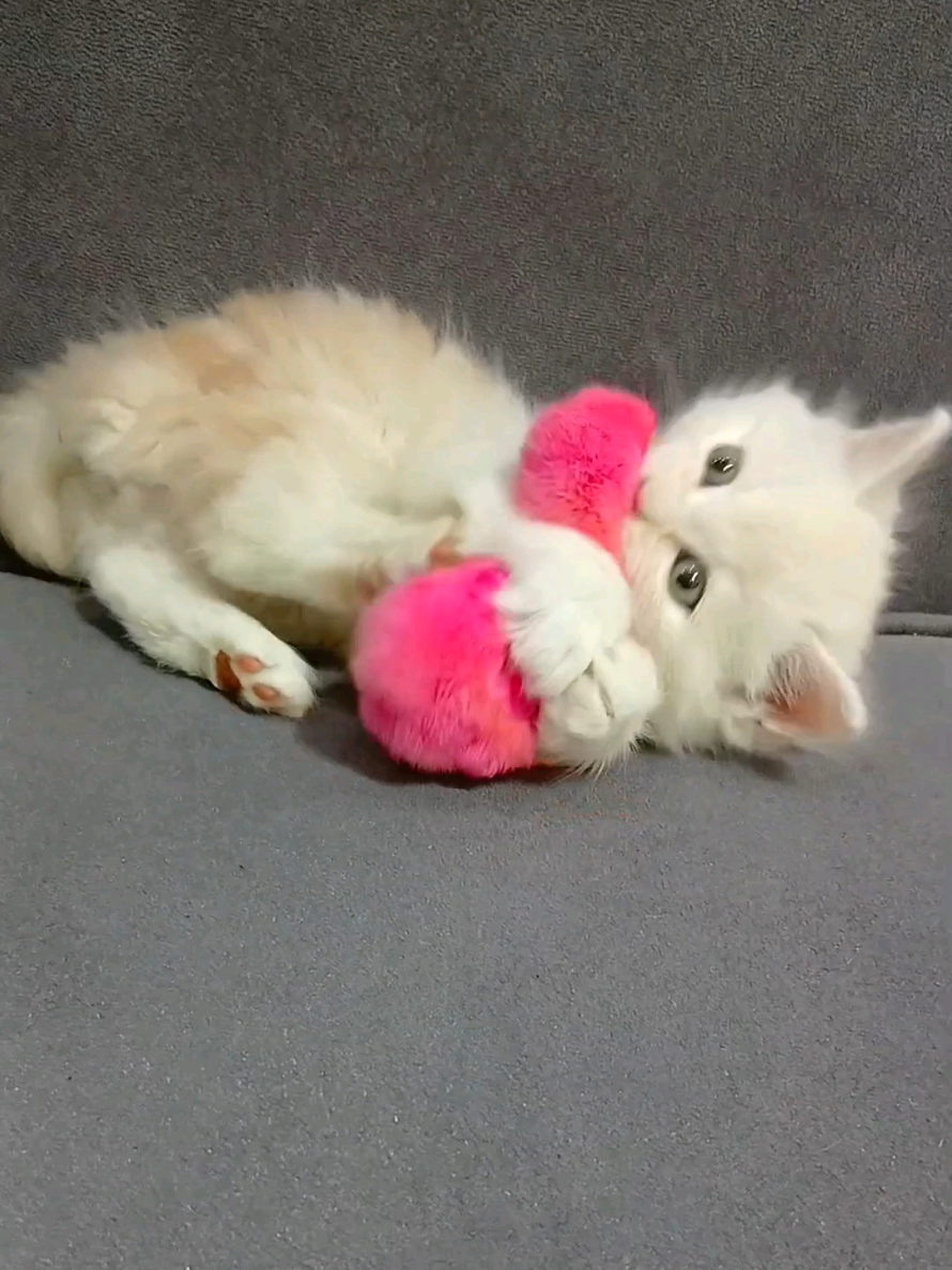 funny cat Playing with chick  #funny_animals #funnu_kitten #funny_cat 