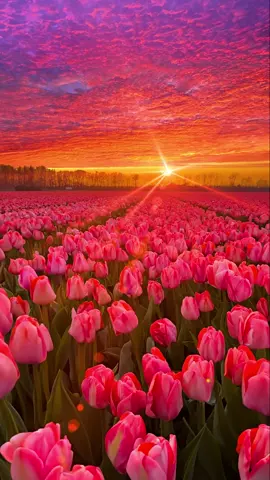 Sunset and tulips，I like both of them✨ #sunset #fyp 