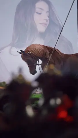 فيك أشوف العنفوان وغطرسة مهر أصيله🌷🤍#اكسبلورررررررر #explore#اكسبلور_تيك_توك_مشاهيرك_توك_ترند🎶❤️‍🔥 