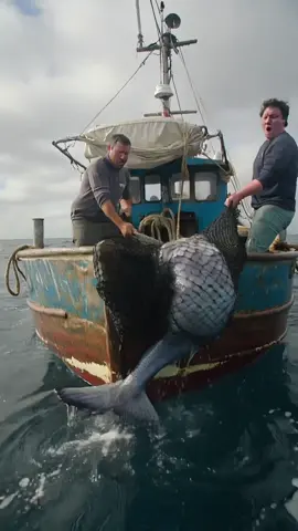This Mermaid Footage Is Breaking the Internet! #mermaid #mermaids #fishing #boat #UFO 