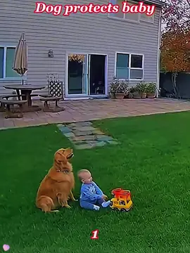 Dog alway protect baby in critical moment #baby #dog #protect #Love #tiktok