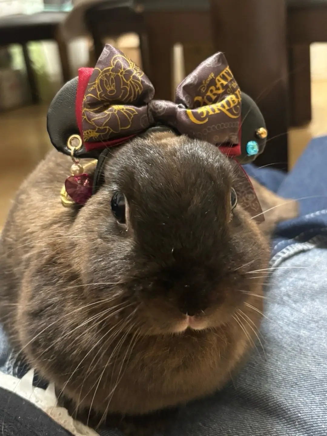 #うさぎ #ネザーランドドワーフ #ネザーランド #もふもふ #ふわもこ部  #かわいい #かわいすぎる #blog #家族 #インスタ #インスタグラム #life #Lifestyle  #animal #小動物 #ラビット #ふわもこ #🐰 #rabbit #うさぎさん  #ディズニー #Disney  #カチューシャ #ハロウィン