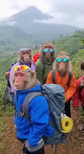 muncak yu #muncak #muncakgunung #monyetlucu #monyet #fyppppppppppppppppppppppp 