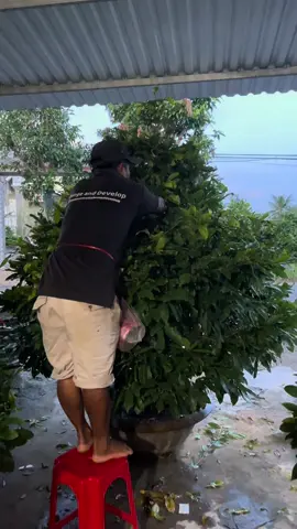 #linhmaivang771 #xunghuong #loc buoi chieu #cam on may a ruot ung ho#