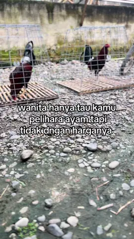 #fypシ #ayamfilipin🇵🇭 #ayamimportfilipin🇵🇭 