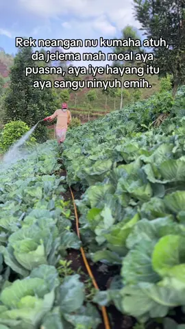 kadang mie di sanguan 😅🙌🏻#petani #petanimuda #petaniindonesia🇮🇩🇮🇩🇮🇩🌿🌿 #petanimilenial #petanikubis 