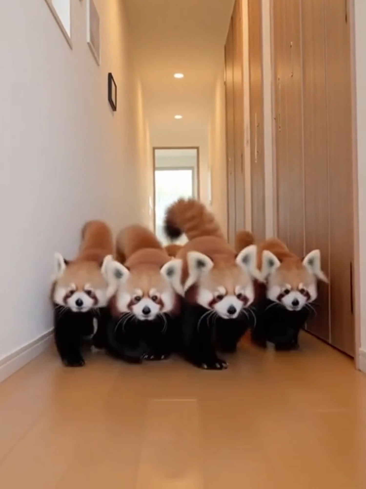 地鳴らしは開始された。 #レッサーパンダ #redpanda #面白動画 #ai