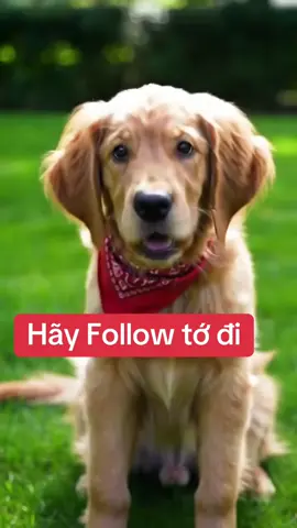Follow chéo, ai follow mình, mình follow lại!