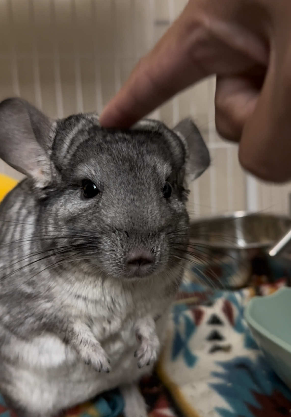#zilla the #chinchilla #chinchillasoftiktok #cute #fyp #fypシ #animals #animalstok 