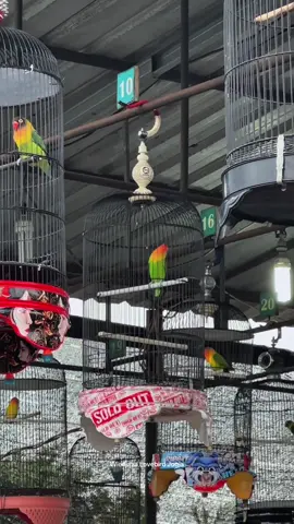 “artoz” hari ini menyenangankan, full gang LB jogja  #lovebirdjogja #lombalovebird #gantanganlovebird #lovebird #fypage 