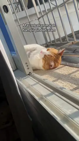 🐱 : astaga makk traatapp 😭😭😂😂 #kucing #kucinglucu #videolucu #fyp #fyppppppppppppppppppppppp 