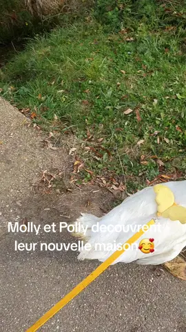 #leranchdubonheur #sanctuaire #pourtoi #fyp 