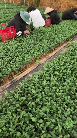 Lâu lắm mới thấy cục zang cắt ngọn #hautrangfarm 