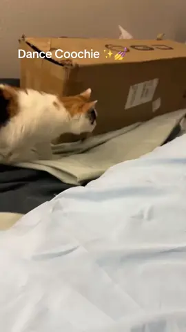 She can bust a move or two💅✨ #fypシ #fyp #foryou #fypシ゚viral #foryoupage #trending #trends #cats #catsoftiktok #PetsOfTikTok #cute #trend #cringe 