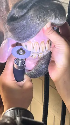 Incisivos alinhados! #fyp #medicinaequina #dentistaequino #odontologiaequina #medvet 