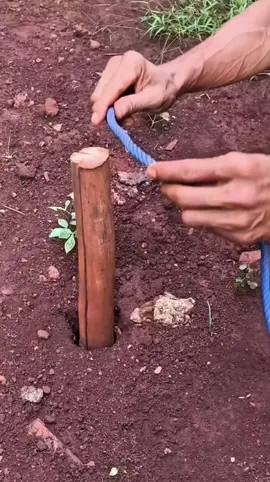 Cara Ngikat Simpul Sapi Paling Kuat dan Nggak Gampang Lepas! #tukang 